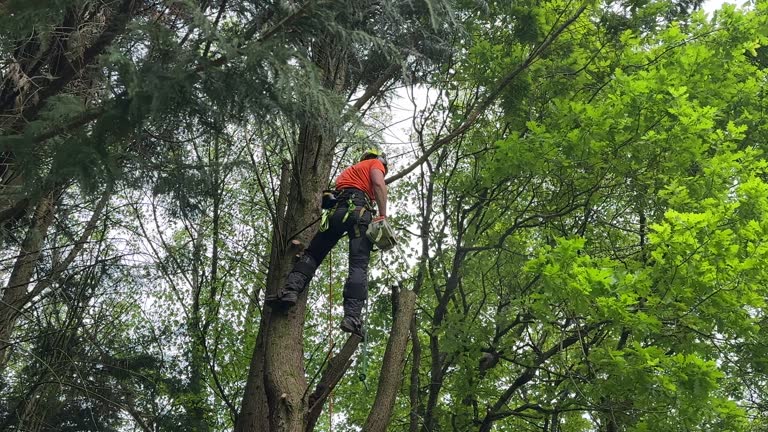 Best Tree Preservation Services  in Springville, IA